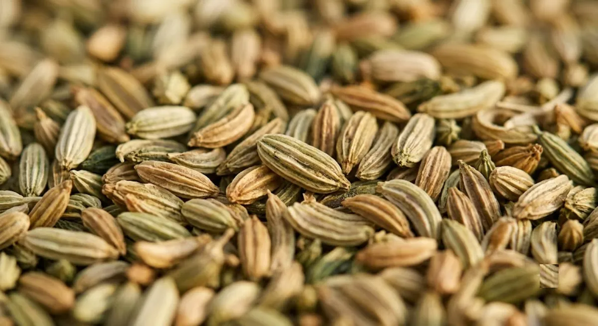 Close-up of roasted fennel seeds, the base ingredient in most mukhwas blends